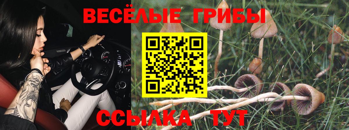Мыски  Псилоцибиновые грибы Psilocybine cubensis  Вход с VPN 